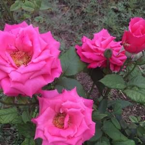 Meet your Posher, Chayo